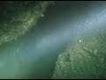 Young Black Rockfish are Hiding Everywhere!