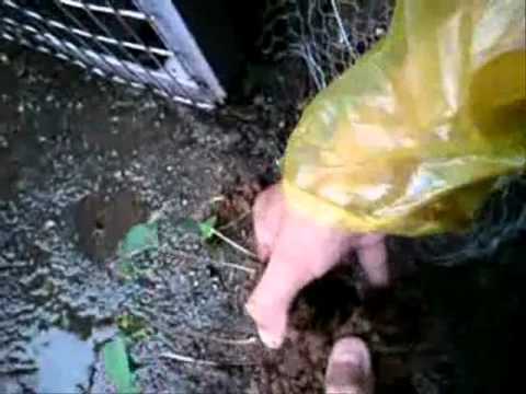 how to transplant pawpaw trees