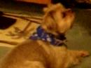 Dog freaky bc of thunder