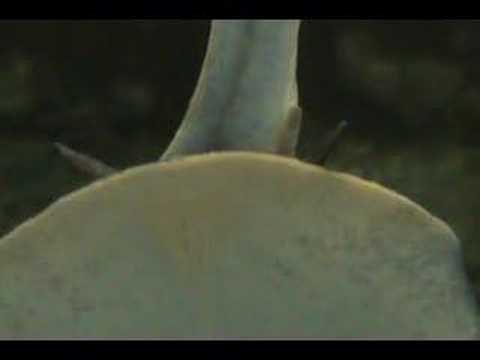 Whelk squirts water