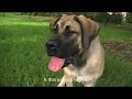 Samson, Bigger Badder Boerboel Puppy Samson, Bigger Badder Boerboel Puppy