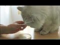 gigio a colazione