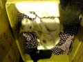 My mews