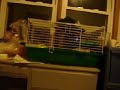 ginnie pig! ginnie pig!