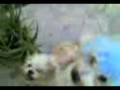 videos de Dogs Begging