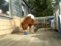 videos de Mini Horse with a buster cube toy