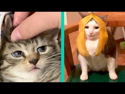 BEST CAT MEMES COMPILATION OF 2020 PART 22 (FUNNY CATS)