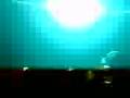 videos de Video003 Absurd Tunnel 30112008