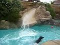 sliding doberman sliding doberman