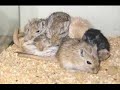 armageddon gerbil armageddon gerbil