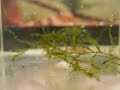feeding plakat fry(day 43)