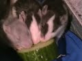 rat baby diary part 3