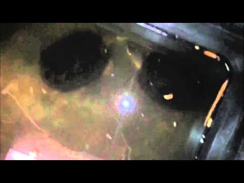 YouTube reptile video