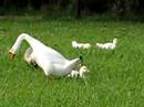 4th july geese
