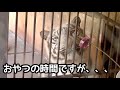 おやつの時間ですけれど、ツキちゃんシグレくんどこいくの？【伊豆アニマルキングダム】Tsuki Shigure Syrup Izu Animal Kingdom