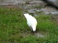 White cockatoo meeting and some snacks