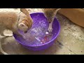 Fennec Foxes Fising For Fish Number 22