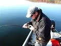 Jeff catching a big muskie in Haliburton - Musky