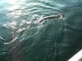 Jeff catching a big muskie in Haliburton - Musky