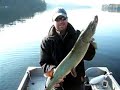 Jeff catching a big muskie in Haliburton - Musky