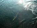 Jeff catching a big muskie in Haliburton - Musky