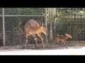 Nyala Newborn Named Noah!