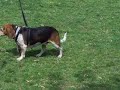 Beaglefest 2008... just watching Buddy stroll along the race to a victory!