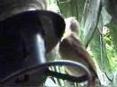 baby cardinal feeding baby cardinal feeding