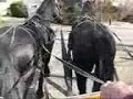 Un Frison entero y un Frison capado enganchado en Tronco. Totalmente seguro en el Trafico. Tambíen montados.