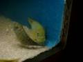 Petrochromis macrognathus Green /Yello Petrochromis macrognathus Green /Yello