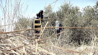 جولة في شوارع - باقه الشرقية - لي وطن - النسخة الأصلية