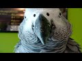 TALKING PARROT! AMAZING, HILARIOUS! (Subtitles Included)