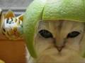 cute animals you will love it