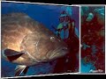 Scuba