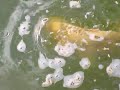 Coy fishies in France