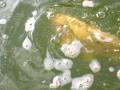 Coy fishies in France