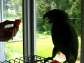 Psycho Parrot Attacks Watermelon - From RabbleTease.com