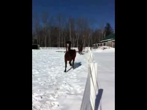 horses grand national