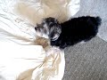 Attack dog