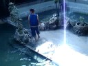 Crocodile Show