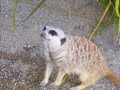 my meerkat slideshow (pictures I took) my meerkat slideshow (pictures I took)