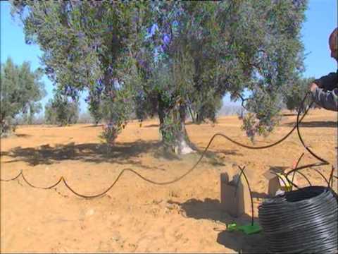 how to fertilize olive trees