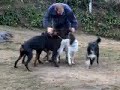 Varios perros adiestrados, jugando en casa