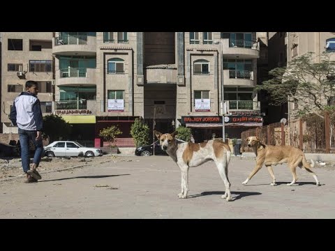 gyten: Herumstreunende tollwtige Hunde in Kairo