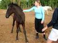 Fuego the Andalusian cross