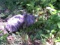 tartarughe-alla-riscossa-accoppiamento.html