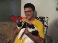 Cat Casserole