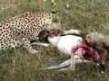 Cheetah mother and cub feeding