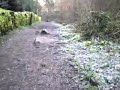 chalford Walk Feb 2008 (Part4)