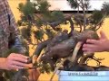 Walter Pall - Tree critique - Pinus mugo

8-9. March 2008.  - „Days of bonsai in Vitturi castle